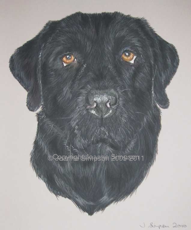 Black Labrador pet portrait by Joanne Simpson